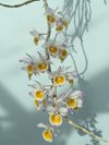 Den. gratiosissimum (Phrao Orchids Nursery) (2)